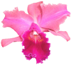 Orchid Designs :  Cattleya