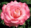 Flower Designs: Bright Pink English Rose