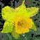 Flower Designs: Single Daffodil