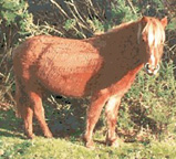 Animal Designs : New Forest Horse No.2